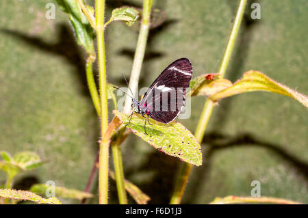 Nahaufnahme von Schmetterling Transandina Rinder Herz auf grünes Blatt, Schwalbenschwanz Schmetterling, gebürtig aus Südamerika Stockfoto