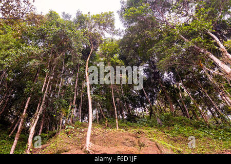 Eukalyptus-Wald im Amazonas Dschungel, Ecuador, Südamerika Stockfoto