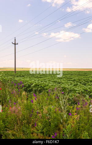 Landwirtschaft In Rumänien, Ackerflächen In Calarasi, Ost-Europa Stockfoto