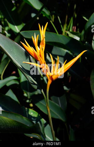Heliconia Psittacorum Blume Pflanze in National Orchid Garden in Singapur. Stockfoto