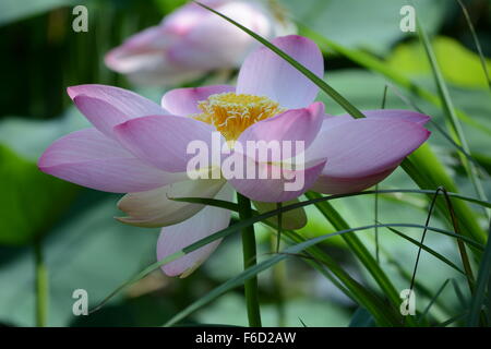 Neu eröffneten Lotusblüte mit Reeves auf Hintergrund der Blätter Stockfoto