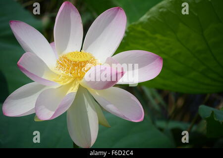 Neu eröffneten Lotusblüte auf Hintergrund der Blätter Stockfoto