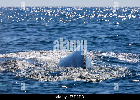 Eine massive Buckelwal Überlaufen des Wassers in der Nähe von Mazatlan, Sinaloa, Mexiko. Stockfoto