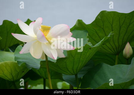 Neu eröffnete Lotusblume neben einer Knospe auf Hintergrund der Blätter Stockfoto