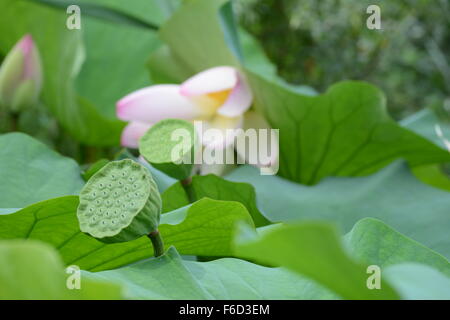 Eine Reifung Lotus Pod und eine neue Pod mit Samen auf Hintergrund der Blätter und eine Blume Stockfoto