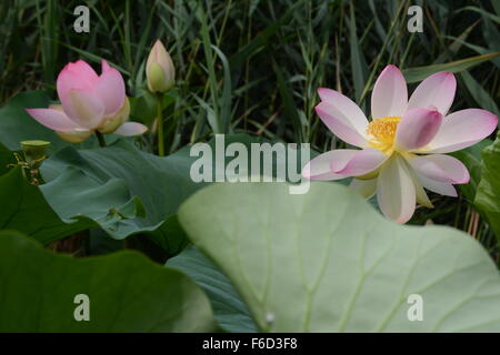 Neu eröffneten Lotusblüte mit einer neuen Blume und eine angehende Blume auf Hintergrund der Blätter Stockfoto