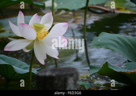 Neu eröffneten Lotusblüte auf Hintergrund der Blätter Stockfoto