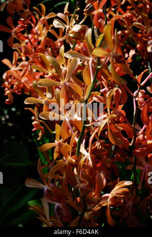 Exotische Orchideen in Singapur National Orchid Garden Stockfoto