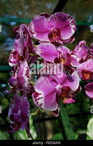 Exotische Orchideen in Singapur National Orchid Garden Stockfoto