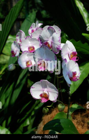 Weiß-rosa Orchideen in Singapur National Orchid Garden Stockfoto