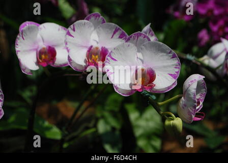 Schöne weiße und violette Orchideen in National Orchid Garden in Singapur. Stockfoto