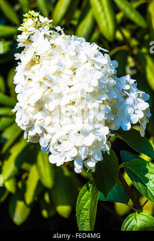 Hydrangea Paniculata (Vanille Fraise) Stockfoto