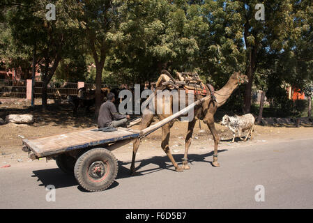 Kamel Wagen, Bikaner, Rajasthan, Indien, Asien Stockfoto