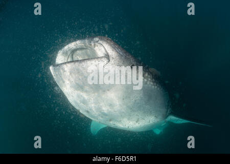 Walhai ernährt sich von Plankton, Rhincodon Typus, La Paz, Baja California Sur, Mexiko Stockfoto