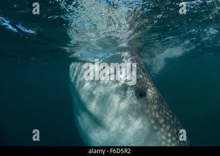 Walhai ernährt sich von Plankton, Rhincodon Typus, La Paz, Baja California Sur, Mexiko Stockfoto