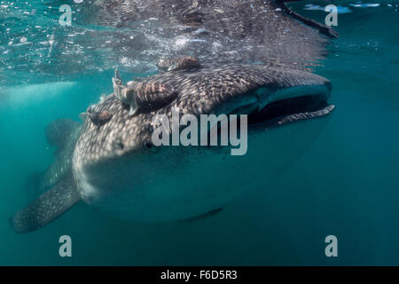 Whale Shark, Rhincodon Typus, La Paz, Baja California Sur, Mexiko Stockfoto