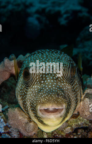 Beringter Kugelfisch Arothron Hispidus, Tetradontidae, Sharm el-Sheikh, Ägypten Stockfoto