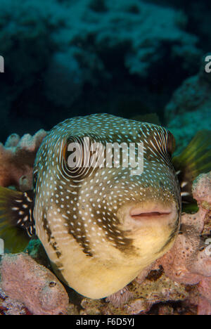 Beringter Kugelfisch Arothron Hispidus, Tetradontidae, Sharm el-Sheikh, Ägypten Stockfoto