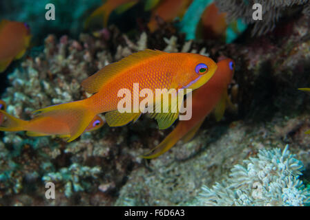 Lyretail Anthias oder Meer Goldia, Pseudanthias Squamipinnis, Funktionsanalyse, Sharm el Sheihk-, Rotes Meer, Ägypten Stockfoto