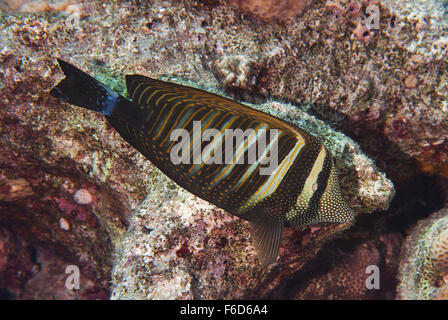 Rotes Meer Segelkärpflinge Tang oder Desjardins Segelkärpflinge Tang (Zebrasoma Desjardinii), Acanthuridae, Sharm el Sheikh, Rotes Meer, Ägypten Stockfoto