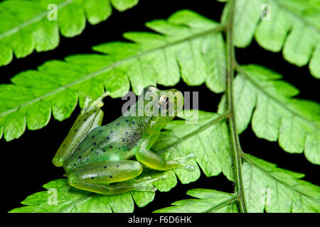 Wayampi Glassfrog (Vitreorana Oyampiensis), Glassfrog Familie (Centrolenidae), Amazonas-Regenwald, Yasuni-Nationalpark in Ecuador Stockfoto