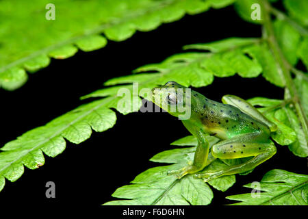 Wayampi Glassfrog (Vitreorana Oyampiensis), Glassfrog Familie (Centrolenidae), Amazonas-Regenwald, Yasuni-Nationalpark in Ecuador Stockfoto