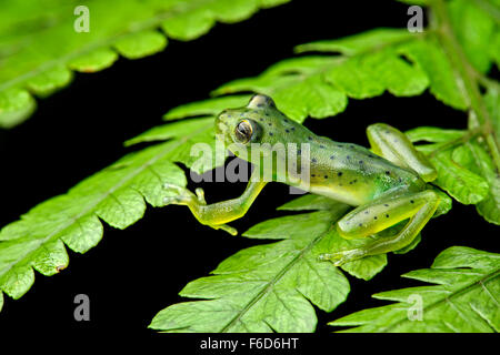 Wayampi Glassfrog (Vitreorana Oyampiensis), Glassfrog Familie (Centrolenidae), Amazonas-Regenwald, Yasuni-Nationalpark in Ecuador Stockfoto