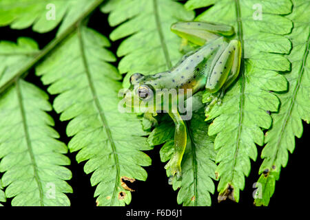 Wayampi Glassfrog (Vitreorana Oyampiensis), Glassfrog Familie (Centrolenidae), Amazonas-Regenwald, Yasuni-Nationalpark in Ecuador Stockfoto