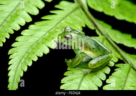 Wayampi Glassfrog (Vitreorana Oyampiensis), Glassfrog Familie (Centrolenidae), Amazonas-Regenwald, Yasuni-Nationalpark in Ecuador Stockfoto