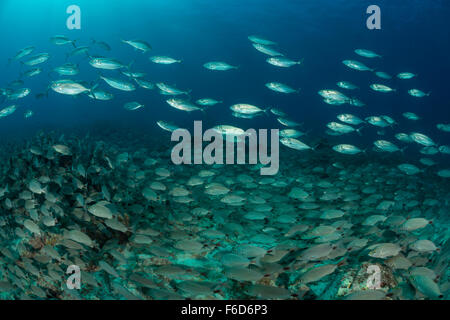 Schule der Spottail Grunzen und Bigeye Unmengen, Haemulon Maculicauda, Selar Crumenophthalmus, La Paz, Baja California Sur, Mexiko Stockfoto