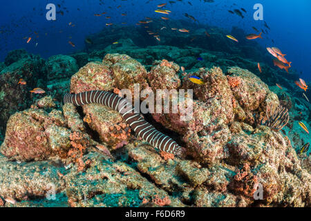 Zebra Moray Gymnomuraena Zebra, La Paz, Baja California Sur, Mexiko Stockfoto