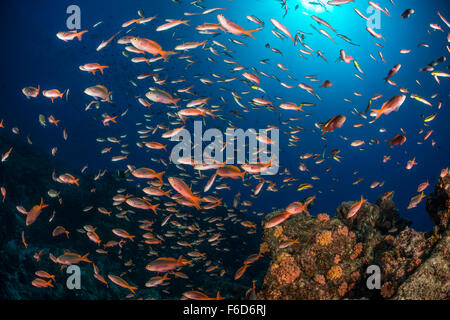 Schulbildung-Pacific-Creolefish, Paranthias Kolonos, La Paz, Baja California Sur, Mexiko Stockfoto