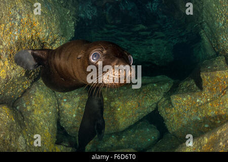 Kalifornien Seelöwen Pup, Zalophus Californianus, La Paz, Baja California Sur, Mexiko Stockfoto