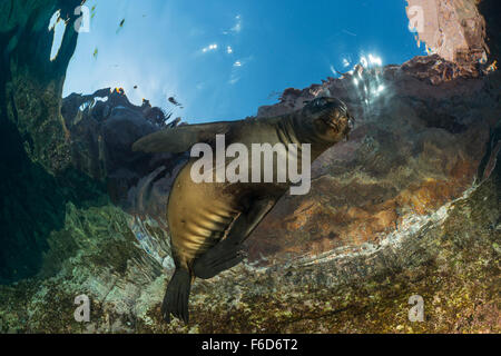 Kalifornien Seelöwen Pup, Zalophus Californianus, La Paz, Baja California Sur, Mexiko Stockfoto