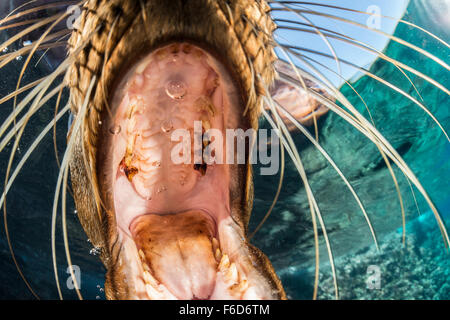 Kalifornische Seelöwe zeigt seine Kehle, Zalophus Californianus, La Paz, Baja California Sur, Mexiko Stockfoto