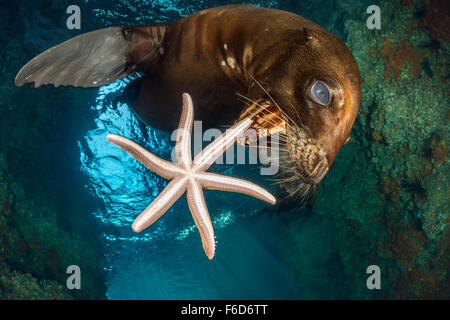 Kalifornien Seelöwen spielen mit Seestern, Zalophus Californianus, La Paz, Baja California Sur, Mexiko Stockfoto