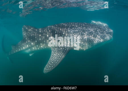 Whale Shark, Rhincodon Typus, La Paz, Baja California Sur, Mexiko Stockfoto