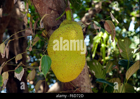 Jackfruit, Jack Fruit on Tree, kollam, kerala, indien, asien Stockfoto