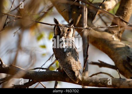 Diese südlichen White-faced Eule Mama hatte 4 flauschige Owlet Jungvögel im Baum mit ihr. Eine außergewöhnliche Leistung Steinkauz-Küken Stockfoto