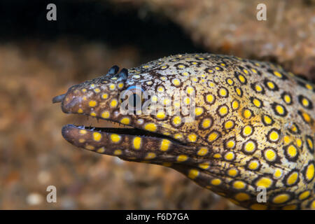 Juwelen Sie-Moray, Muraena Lentiginosa, La Paz, Baja California Sur, Mexiko Stockfoto