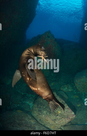 Kalifornien Seelöwen spielen mit Seestern, Zalophus Californianus, La Paz, Baja California Sur, Mexiko Stockfoto