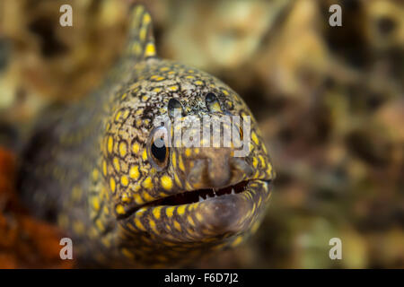 Juwelen Sie-Moray, Muraena Lentiginosa, La Paz, Baja California Sur, Mexiko Stockfoto