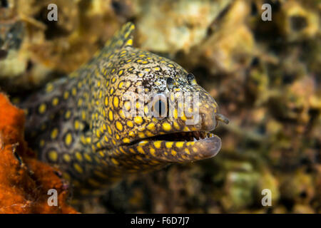 Juwelen Sie-Moray, Muraena Lentiginosa, La Paz, Baja California Sur, Mexiko Stockfoto