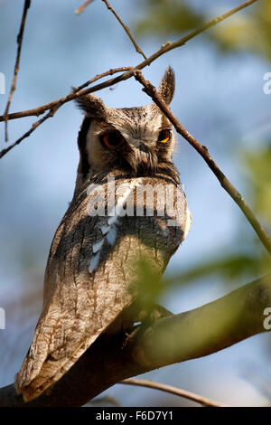 Diese südlichen White-faced Eule Mama hatte 4 flauschige Owlet Jungvögel im Baum mit ihr. Eine außergewöhnliche Leistung Steinkauz-Küken Stockfoto
