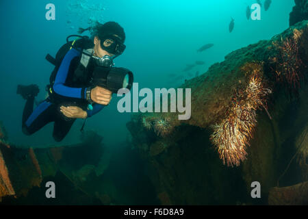 Taucher am Wrack Salvatierra, La Paz, Baja California Sur, Mexiko Stockfoto