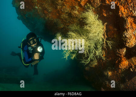 Taucher am Wrack Salvatierra, La Paz, Baja California Sur, Mexiko Stockfoto