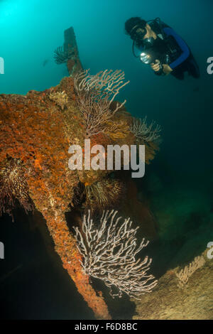 Taucher am Wrack Salvatierra, La Paz, Baja California Sur, Mexiko Stockfoto