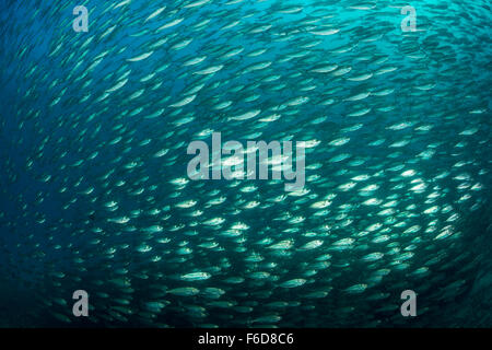 Fischschwarm von Bigeye Scad Selar Crumenophthalmus, La Paz, Baja California Sur, Mexiko Stockfoto