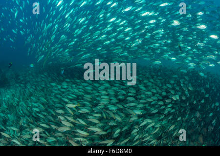 Schule der Spottail Grunzen und Bigeye Unmengen, Haemulon Maculicauda, Selar Crumenophthalmus, La Paz, Baja California Sur, Mexiko Stockfoto