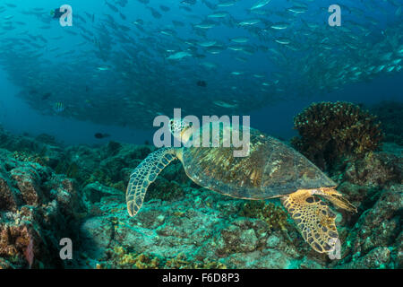 Grüne Schildkröte eine Untiefe Bigeye Unmengen, Chelonia Mydas, La Paz, Baja California Sur, Mexiko Stockfoto